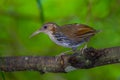 Close up of Large Scimitar Babbler