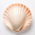 Close-Up Of A Large Seashell On A White Background