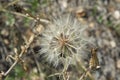close-up: large seedhead tragopogon flower in the lane Royalty Free Stock Photo