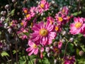 Pink flowers with golden-yellow stamens of variety of Japanese Anemone or windflower (