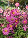 Close-up of the large, semi-double, rose pink flowers with golden stamens of Japanese Anemone or windflower