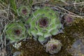 Close up of large sempervivum, commonly known as houseleeks Royalty Free Stock Photo