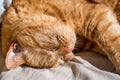 Close up of large, sleeping, orange cat