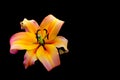 Large glowing oriental lily close up on dark background