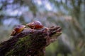 Close-up of a large snail crawling on rotten wood