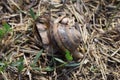 Close-up of a large snail, with a snail shell, crawling. Snail is walking on the ground with dry grass Royalty Free Stock Photo