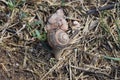 Close-up of a large snail, with a snail shell, crawling. Snail is walking on the ground with dry grass Royalty Free Stock Photo