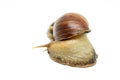 Close up of Large snail (Achatina Fulica) isolated on white background Royalty Free Stock Photo