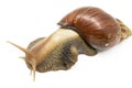 Close up of Large snail (Achatina Fulica) isolated on white background Royalty Free Stock Photo