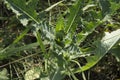 close-up: large spiny rosette of cotton thistle