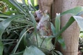 Close up of a large Staghorn fern attached to the base of a tree trunk