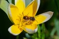 Close up of a large striped bee collecting pollen on a yellow flower Royalty Free Stock Photo