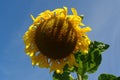 A close up of large sunflower (Helianthus annuus) against the clear blue sky Royalty Free Stock Photo