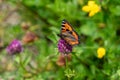 Close up of a Large Tortoiseshell Butterfly sitting on a pink clover flower Royalty Free Stock Photo