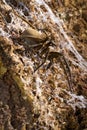 Tropical spider macro