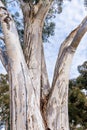 Close up of the large trunk of an eucalyptus tree growing in a park in South San Francisco Bay Area, California; eucalyptus trees Royalty Free Stock Photo