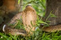 The aggressive King Cape Cobra snake. Royalty Free Stock Photo