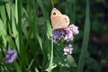 Close up of a large wall brown butterfly (Lasiommata maera) on a violet oregano flower Royalty Free Stock Photo