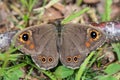 Close up of a Large Wall Brown Butterfly with wings spread wide Royalty Free Stock Photo