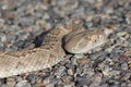 Western Diamonback Rattlesnake Crotalus atrox Close Up  on Road at Night Royalty Free Stock Photo