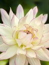 Large white dinner plate dahlia flower with pink edged petals.