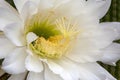 Close-up of large white flower of a soehrensia spachiana or white torch cactus Royalty Free Stock Photo