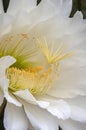 Close-up of large white flower of a soehrensia spachiana or white torch cactus Royalty Free Stock Photo