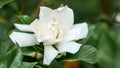 Close up of a large white jasmine flower Royalty Free Stock Photo