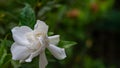 Close up of a large white jasmine flower Royalty Free Stock Photo