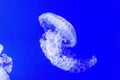 A large jelly fish against a blue background in water Royalty Free Stock Photo