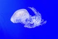 A large white jellyfish against a blue background in water Royalty Free Stock Photo