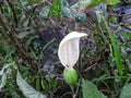 Close up the large white pistils of taro leaves, some of the petals Royalty Free Stock Photo