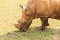 Close-up of the large white rhinoceros (Ceratotherium simum) Royalty Free Stock Photo
