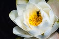 Close up of large white water lily with honey bee gathering pollen; dark background Royalty Free Stock Photo