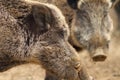 Close up of large wild boar male Royalty Free Stock Photo