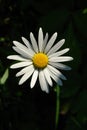 A close up of large wild chamomile (ox-eye daisy, Leucanthemum vulgare) in a morning dew in the bright sun Royalty Free Stock Photo