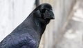 Close up of a large wild Jungle Crow, Corvus Macrohynchos