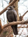 Close up of a large wild Jungle crow, Corvus Macrohynchos