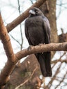 Close up of a large wild Jungle crow, Corvus Macrohynchos