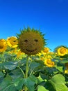 Close-up of a large yellow sunflower with a smiley face against a blue sky Royalty Free Stock Photo