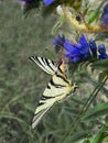 Close-up, swallowtail butterfly, blue flower Royalty Free Stock Photo