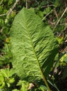 Close up of a large young common dock leaf in woodland vegetation in spring sunlight