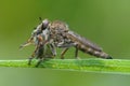 A robberfly , Asilidae, has captured a fly on a green leaf