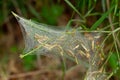 Close up of larvae of a ermine moth, Yponomeuta malinellus or Gespinstmotte