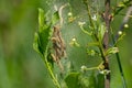 Close up of larvae of a ermine moth, Yponomeuta malinellus or Gespinstmotte