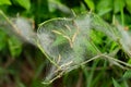 Close up of larvae of a ermine moth, Yponomeuta malinellus or Gespinstmotte