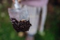 Close up of larve of may beetle on shovel. Cockchafer larva in soil, in the garden.