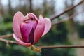 Close-up of a lash red magnolia bud on a bare brunch with arboretum at the background