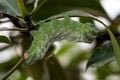 Atlas moth - Attacus atlas - caterpillar on its host plant stem Royalty Free Stock Photo
