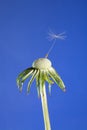 Close up of last seed on dandelion head Royalty Free Stock Photo